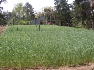 Cover Crop- Winter Rye