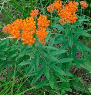 Asclepias tuberosa