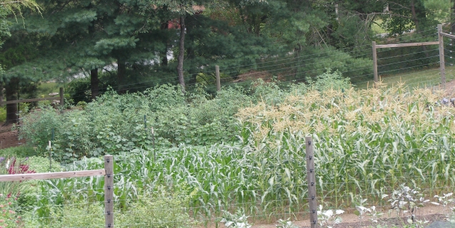 The Vegetable Garden in August