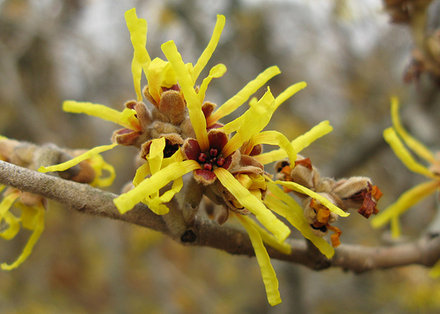 Witch Hazel