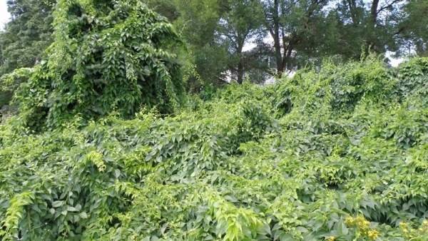Invasive Plants