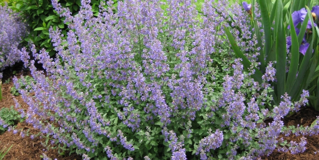 Catmint — A “Must-Have” Perennial