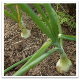 “What’s light got to do with it?”