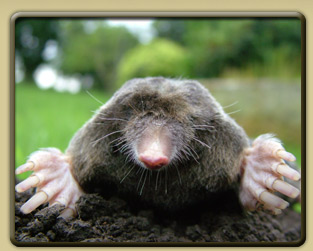 Moles and Voles
