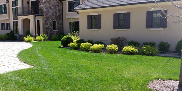 Fertilization of Cool Season Grasses