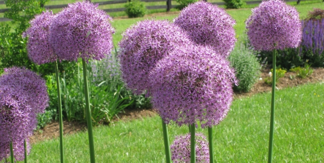 Allium