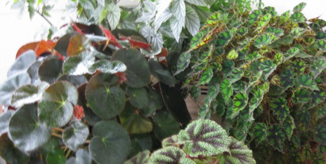 Begoniaceae – A Genus Worth Exploring