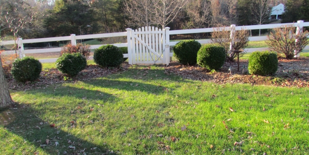 Boxwoods: A Virginia Staple