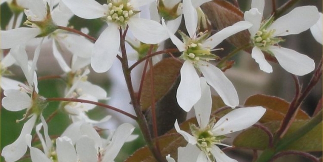 Serviceberry