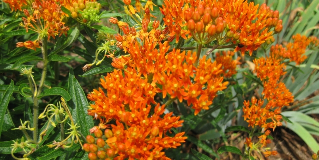 Asclepias — Or How I Learned to Love Milkweed