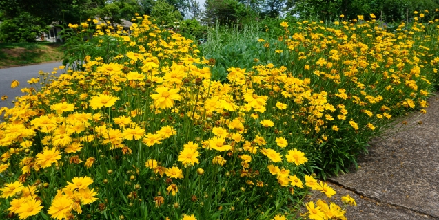 Coreopsis — A Top 10 Favorite