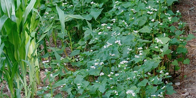 Buckwheat