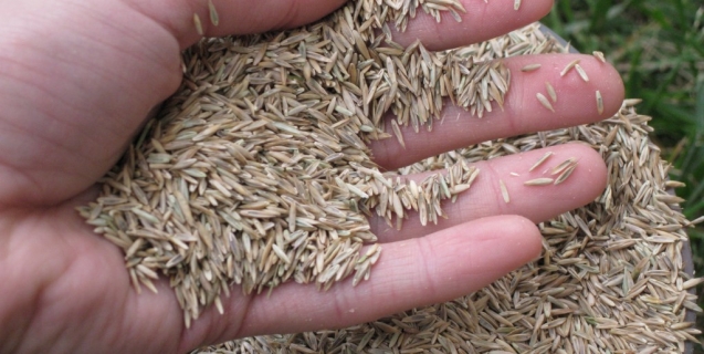 Plan Now for a Beautiful Spring Lawn