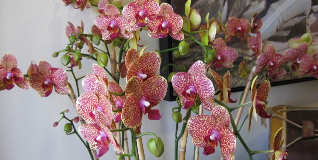 The Mystique of Tropical Orchids