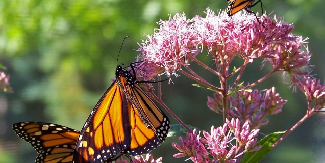 Saving America’s Iconic Butterfly from Extinction