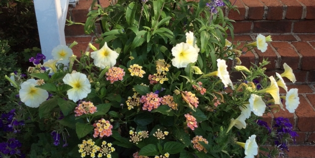 The Ornamental Garden in July