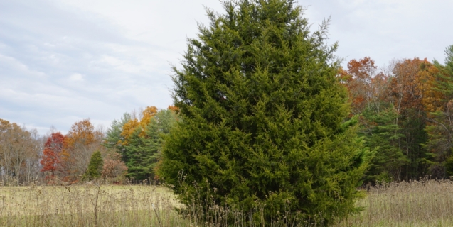 The Pros and Cons of the Eastern Redcedar
