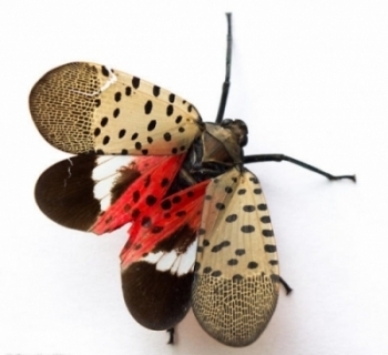 The Spotted Laternfly