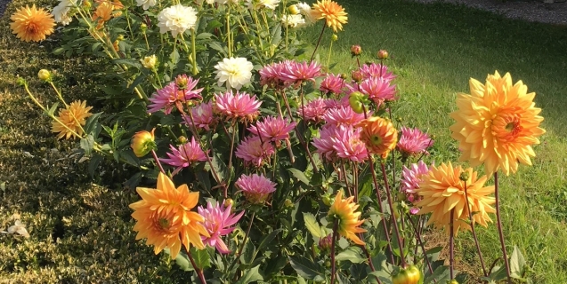 The Ornamental Garden in August