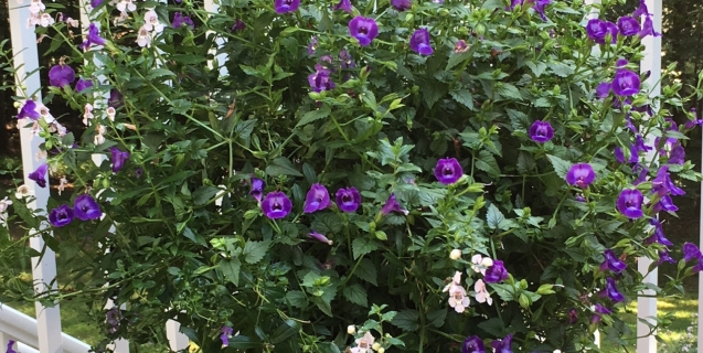 The Ornamental Garden in September