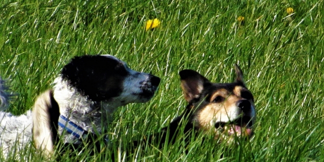 Turfgrass Frustration in Central Virginia