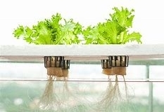 A Hydroponics Primer