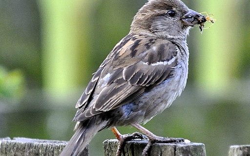 Creating a Bird-Friendly Garden