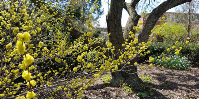 Spicebush (Lindera benzoin)