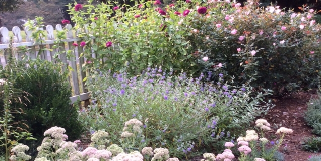 In the Ornamental Garden