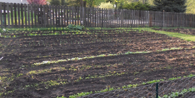 March Tasks in the Vegetable Garden