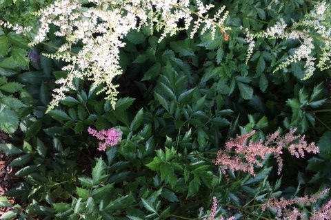 The Ornamental Garden in June