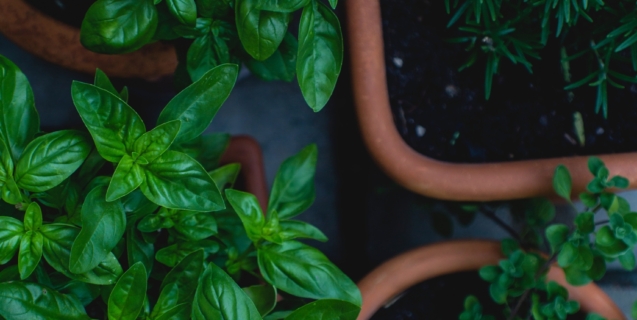 Container Gardening II:     What to Grow & How