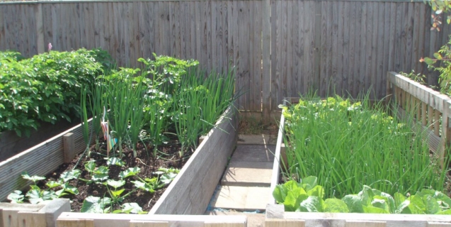 The Vegetable Garden in June