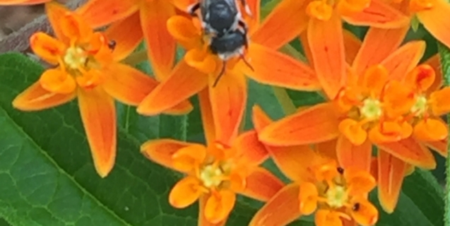 The Bees in Your Backyard