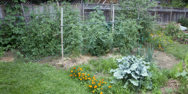 In the Vegetable Garden: July