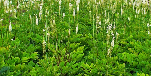 Black Cohosh and Doll’s Eyes–Tall, Shade-loving, and Native