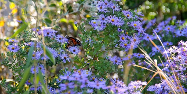 The Ornamental Garden in August