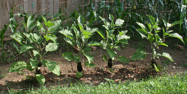 Eggplants: Easy to Grow with Surprising Variety and Versatility