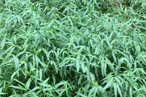 Invasives Watch for July