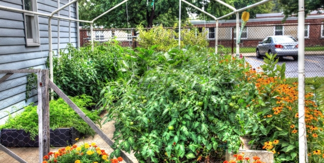 In the Vegetable Garden- August