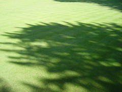 Responsible Lawn Management in the Era of Climate Change