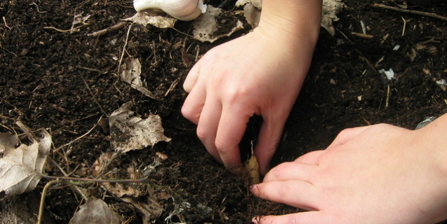 September Tasks & Tips for the Ornamental Garden