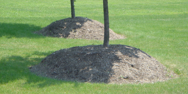 Plenty of Ways to Kill a Tree