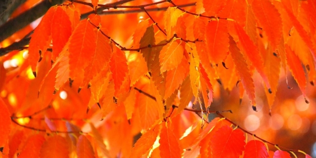 The Ornamental Garden in October