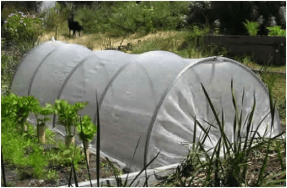 Row Covers: A Gardening Season-Extender With Benefits