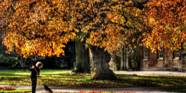 November Tasks in the Ornamental Garden