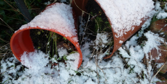 Vegetable Gardening in January