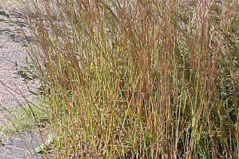 Thrivers and Survivors