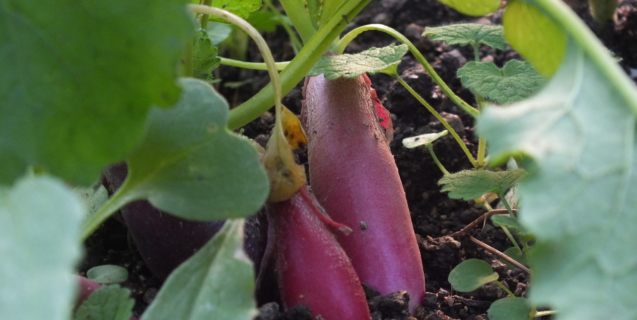 Let’s Hear It For Radishes