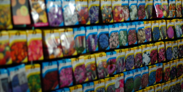 Vegetable Gardening in February